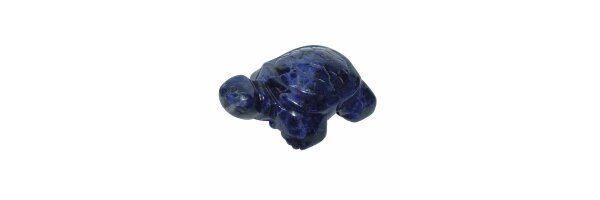 Schildkröten groß