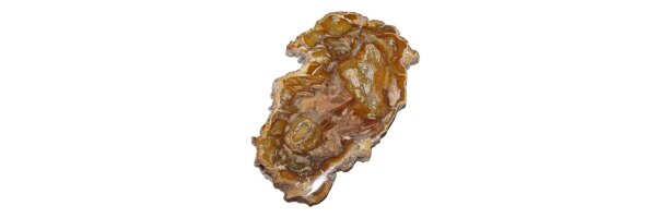 Versteinertes Holz