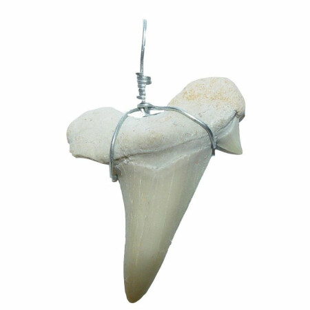 Haifisch - Zahn versteinert als Kettenanhänger mit Metallöse ca. 20 - 30 mm