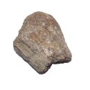 Mammut Knochen versteinert Größe: ca. 30 - 60 mm