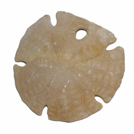 Seeigel Fossil auch Sanddollar genannt aus Marokko Größe ca. 60 - 70 mm...