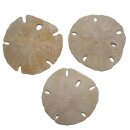 Seeigel Fossil auch Sanddollar genannt aus Marokko Größe ca. 60 - 70 mm...