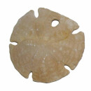 Seeigel versteinert Fossil auch Sanddollar genannt aus...