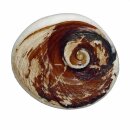 Operculum von Turbo Schnecke versteinert