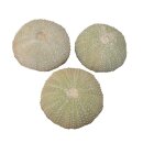 Seeigel versteinert Fossil Hemicidaris intermedia 40 - 50 mm