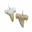 Haifisch Zahn Fossil versteinert als Anhänger