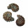 Ammonit Rippenammonit poliert Rarität Versteinerung für Sammler ca. 45 - 50  mm