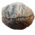 Achat Geode PAAR aufgeschnitten, poliert A*Qualität Größe L ca. 50 - 65 mm