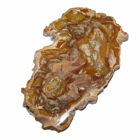 Baumscheibe versteinerte Holz Scheibe aus Madagaskar ca. 150 Millionen Jahre verschiedene Größen