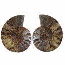 Ammonit Paar Fossil aus Madagaskar verschiedene Größen