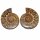 Ammonit Paar Fossil aus Madagaskar verschiedene Größen