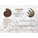 Ammonit Fossil Dose aus Jura Marmor braun rund mit Deckel...