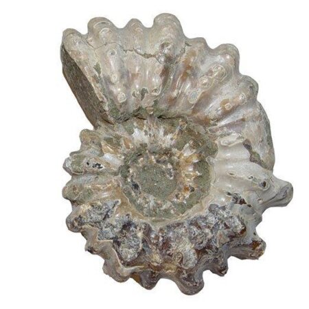 Ammonit Douvilleiceras Natur belassen Rarität Versteinerung für Sammler verschiedene Größen