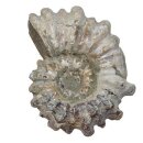 Ammonit Douvilleiceras Natur belassen Rarität...