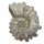 Douvilleiceras Natur belassen Rarität Versteinerung für Sammler verschiedene Größen