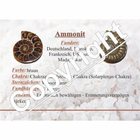 Ammonit Rippenammonit poliert Rarität Versteinerung für Sammler verschiedene Größen