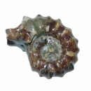 Ammonit Rippenammonit poliert Rarität Versteinerung...
