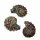 Ammonit Rippenammonit poliert Rarität Versteinerung für Sammler verschiedene Größen