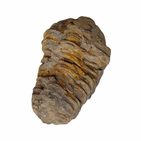 Trilobit Fossil Marokko ca. 30 - 70 mm