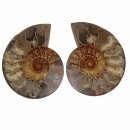 Ammonit Paare XXL   Ø ca. 10 -18  cm