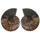 Ammonit Paare XXL   Ø ca. 10 -18  cm