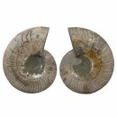 Ammonit Paare XXL   Ø ca. 10 -18  cm
