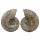 Ammonit Paare XXL   Ø ca. 10 -18  cm