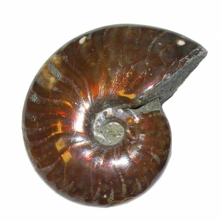 Ammonit Cleoniceras  opalisierend