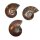 Ammonit Cleoniceras opalisierend 20 - 60 mm