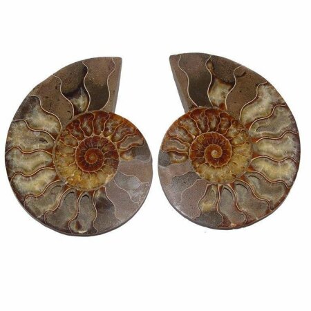 Ammonit Paare klein ca. 20 - 50 mm