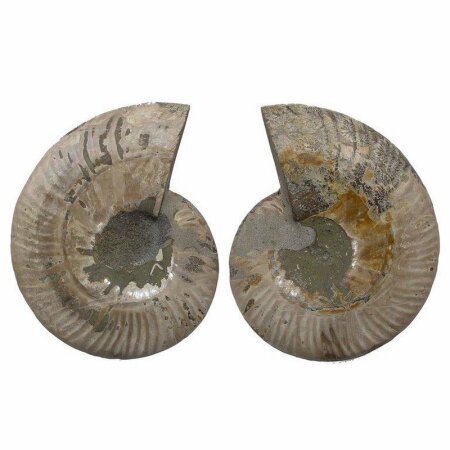 Ammonit Paare klein ca. 20 - 50 mm