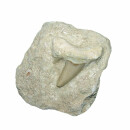 Haizahn in Sandstein eingearbeitet Zahn ca. 25 - 30 mm,...