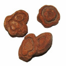 Stromatolith eines der ältesten Fossilien dieser...