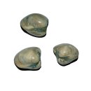 Muschel  komplett versteinert und poliert aus Madagaskar ca. 25 - 30 mm