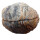 Achat Geode PAAR aufgeschnitten, poliert A* Qualität Größe *S* ca. 30 - 40 mm