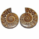 Ammonit Paar Fossil aus Madagaskar je Hälfte ca.30 -...