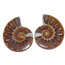 Ammonit Paar Fossil aus Madagaskar je Hälfte ca.30 - 35 mm