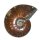 Ammonit Cleoniceras Fossil ca. 100 Millionen Jahre alt ca. 35-38 mm opalisierend