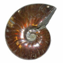 Ammonit Cleoniceras Fossil ca. 100 Millionen Jahre alt...