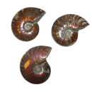 Ammonit Cleoniceras Fossil ca. 100 Millionen Jahre alt ca. 42-45 mm opalisierend