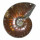 Ammonit Cleoniceras Fossil ca. 100 Millionen Jahre alt ca. 42-45 mm opalisierend