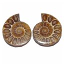Ammonit Paar Fossil aus Madagaskar mini je Hälfte...