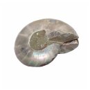 Ammonit Paar Fossil aus Madagaskar mini je Hälfte ca. 25 mm