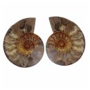 Ammonit Paar Fossil aus Madagaskar mini je Hälfte ca. 25 mm