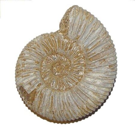 Ammonit Divisosphinctes Natur belassen ca. 155 Millionen Jahre alt ca. 45-55 mm