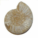 Ammonit Divisosphinctes Natur belassen ca. 155 Millionen...