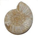 Ammonit Divisosphinctes Natur belassen ca. 155 Millionen Jahre alt ca. 45-55 mm