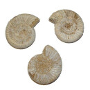 Ammonit Divisosphinctes Natur belassen ca. 155 Millionen Jahre alt ca. 45-55 mm