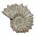 Ammonit Douvilleiceras Natur belassen Rarität Versteinerung ca. 50 - 60 mm