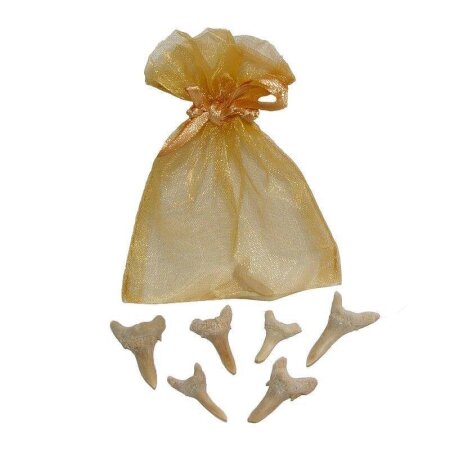 Haizahn versteinert 10 Stück Fossil kleiner Zahn vom Haifisch Give away Geschenk